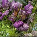 Osaka Purple Mustard Seeds - Organic Non-GMO Brassica juncea - 200 Packets for Greens, Salads & Cooking