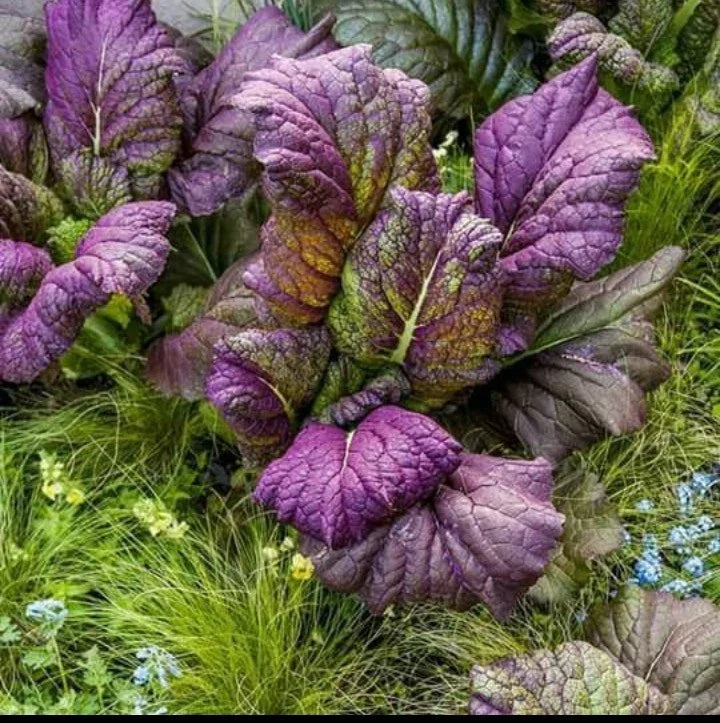 Osaka Purple Mustard Seeds - Organic Non-GMO Brassica juncea - 200 Packets for Greens, Salads & Cooking