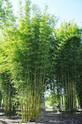 Bamboo Seeds 50 Count Bambusa Oldamii Clumping Privacy Screen Garden Planting