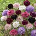 Scabiosa Pincushion Flower Seeds - Imperial Mix, Dried Everlasting, 200 Seeds, Scabiosa atropurpurea, Bright Colors