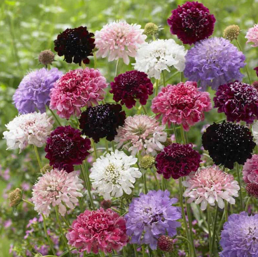 Scabiosa Pincushion Flower Seeds - Imperial Mix, Dried Everlasting, 200 Seeds, Scabiosa atropurpurea, Bright Colors