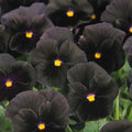 Pansy Seeds - Character Black Viola tricolor - Bright Yellow Accents, Easy to Grow, Annual Flower for Borders & Containers