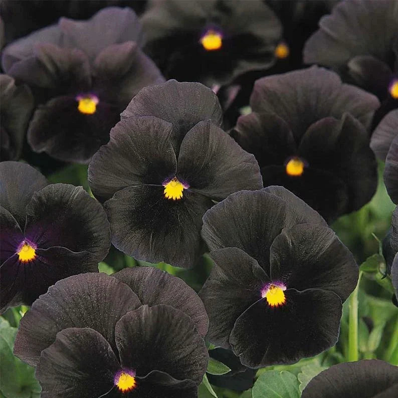 Pansy Seeds - Character Black Viola tricolor - Bright Yellow Accents, Easy to Grow, Annual Flower for Borders & Containers