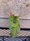 Cereus peruvianus Cactus Cutting - 12-18 Inch Succulent, Unique Columnar Desert Plant, Live Propagation Cutting