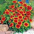 Indian Blanket Flower Seeds - 200+ Count, Drought Tolerant Annual Wildflower, Gaillardia pulchella for Containers & Gardens