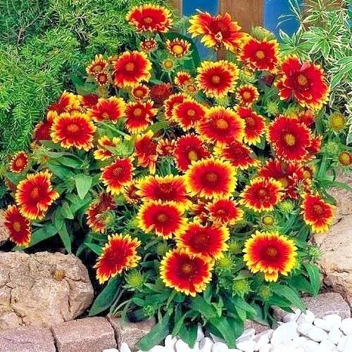 Indian Blanket Flower Seeds - 200+ Count, Drought Tolerant Annual Wildflower, Gaillardia pulchella for Containers & Gardens