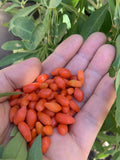 Goji Berry Plants Set - 3 Bare Root Plants & 3 Cuttings - Lycium barbarum