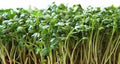 Curled Cress Seeds for Microgreens - Heirloom Lepidium sativum - Peppery Sprouts for Salads & Garnishes