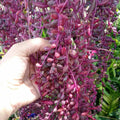Othonna capensis Ruby Necklace Succulent Cuttings - 15 Pieces, Trailing, Colorful Foliage, Drought-Resistant, Indoor & Outdoor Plant