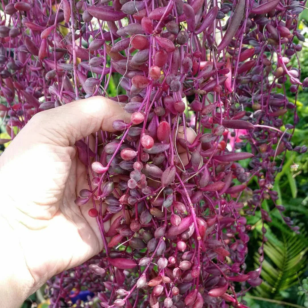 Othonna capensis Ruby Necklace Succulent Cuttings - 15 Pieces, Trailing, Colorful Foliage, Drought-Resistant, Indoor & Outdoor Plant