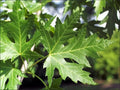 Silver Maple Tree Seedlings - Live Plants, Acer saccharinum, Fast Growing Shade Tree, Deciduous, Garden Landscaping