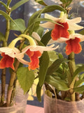 Orchid Plant 2 Rooted Short Stem Frosty Dawn (Dendrobium) in 4-Inch Pot