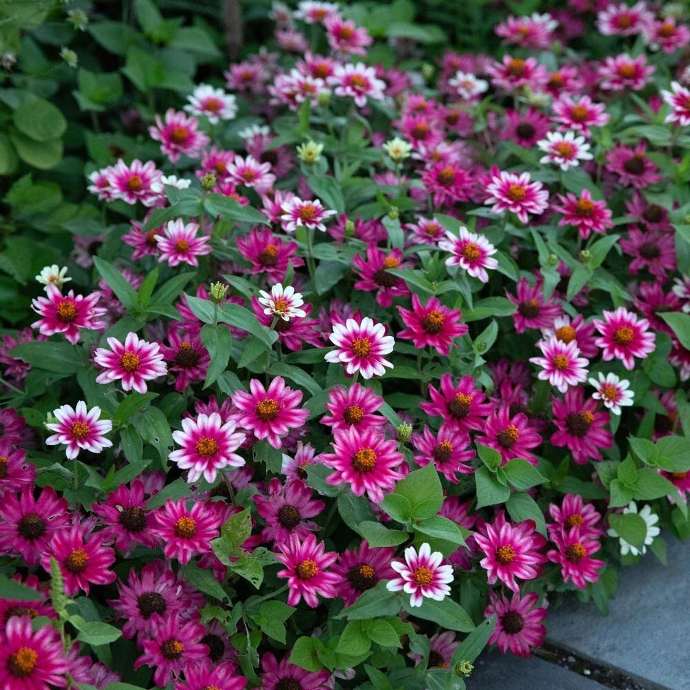 Profusion Cherry Bicolor Zinnia Seeds – 100+ Pack, Bright Red & Yellow Blooms, Attracts Pollinators, Garden, Container, Flower Bed