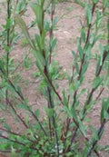 Dark Dicks Willow Cuttings - 12-inch Basket Willow Salix purpurea for Water Gardens and Erosion Control