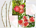 Pomegranate Tree Cuttings – (3) Fresh Propagation Cuttings – Punica granatum – Sweet Fruit, Deciduous Shrub
