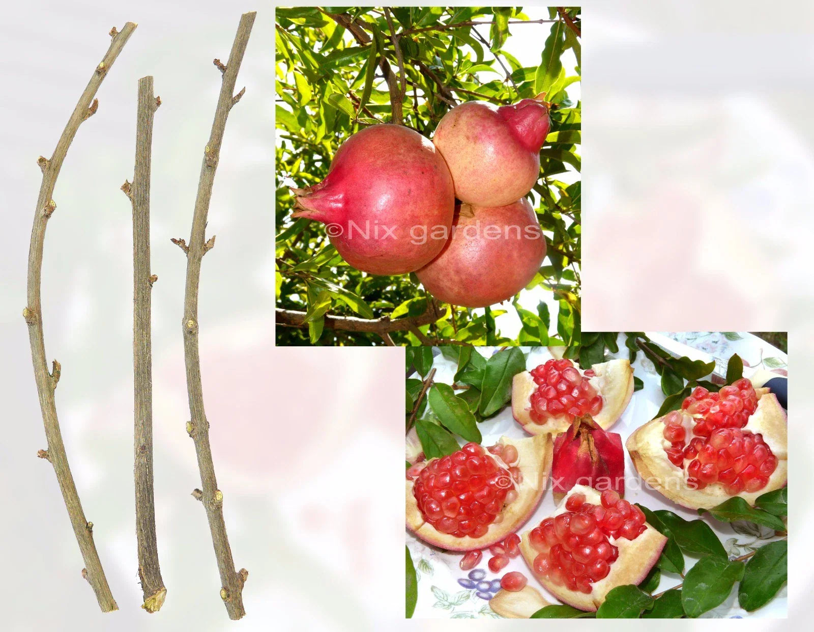 Pomegranate Tree Cuttings – (3) Fresh Propagation Cuttings – Punica granatum – Sweet Fruit, Deciduous Shrub