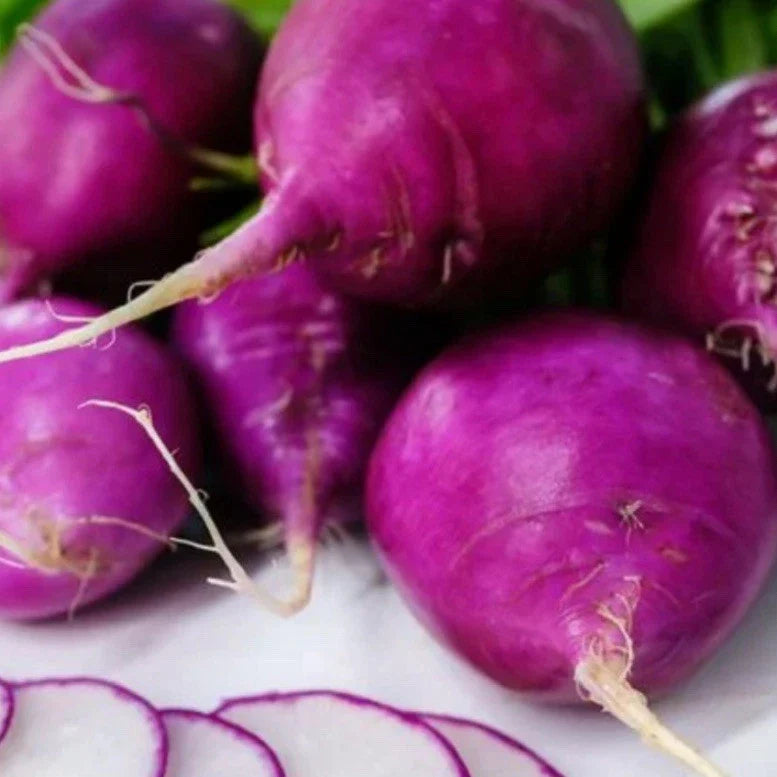 Mixed Radish Seeds - 200+ Seeds - Gourmet Radish Blend - Raphanus sativus - Easy to Grow, Fast Germination, Home Garden