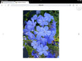 Plumbago Seeds Pack of 50 - Imperial Blue Plumbago auriculata for Garden, Landscape & Pollinator Attraction