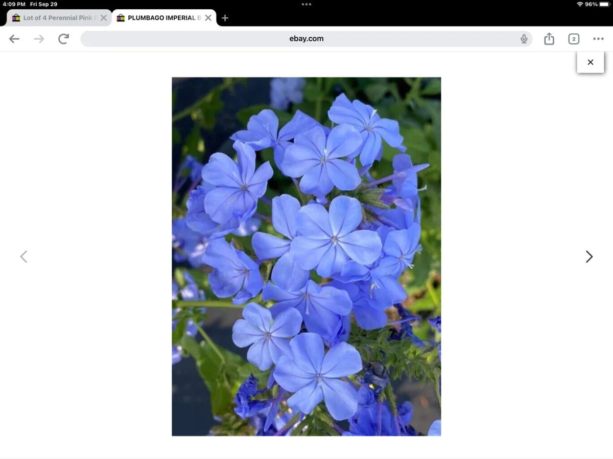 Plumbago Seeds Pack of 50 - Imperial Blue Plumbago auriculata for Garden, Landscape & Pollinator Attraction