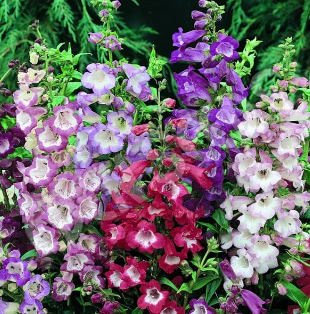 Penstemon Seeds - Sensation Mix Perennial Beardtongue for Hummingbirds, 500+ Seeds, Garden Flower, Penstemon spp.