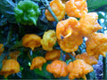 Hot Pepper Seeds - Yellow Sunrise Variety, Capsicum annuum, Aromatic & Prolific, Rare Lemon Flavor, 10 Seeds