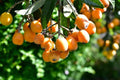 Loquat Shrub Seeds - Eriobotrya Japonica Fruit-Bearing Plant for Garden, Edible Landscape, Tropical Garden, 5 Seeds