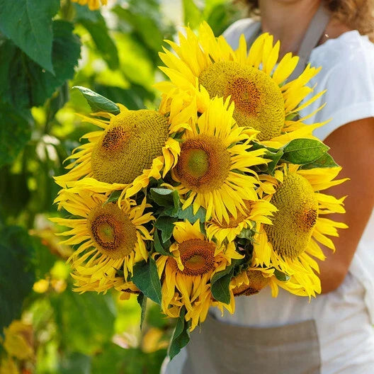 Dwarf Yellow Pygmy Sunflower Seeds, Non-GMO, Bee Friendly, Helianthus annuus, Compact, 25 Pack