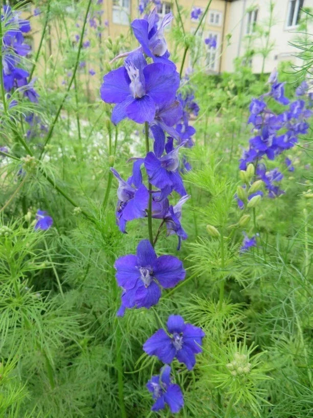 Delphinium Seeds 100 Pack - Blue, Pink, White Mix - Delphinium Ajacis - Garden Flower for Borders & Cut Flowers