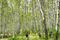 Gray Birch Seeds - 100+ Premium Betula populifolia Seeds for Landscaping, Reforestation, Native Tree Planting