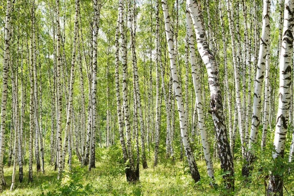 Gray Birch Seeds - 100+ Premium Betula populifolia Seeds for Landscaping, Reforestation, Native Tree Planting