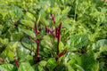 Red Stem Malabar Spinach Seeds, Non-GMO Vegetable, Basella alba "rubra" - Climbing Vine, Edible Leaves, Organic Gardening