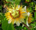 Yellow Holosericea Passion Flower Vine Starter Plant, Fragrant Passiflora holosericea, Climbing Vine for Gardens & Trellises
