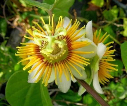 Yellow Holosericea Passion Flower Vine Starter Plant, Fragrant Passiflora holosericea, Climbing Vine for Gardens & Trellises