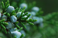 Eastern Red Cedar Seeds 50 Pack Juniperus virginiana Native Landscaping Wildlife Garden Plant