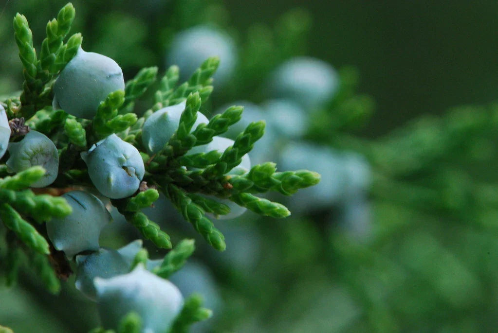 Eastern Red Cedar Seeds 50 Pack Juniperus virginiana Native Landscaping Wildlife Garden Plant
