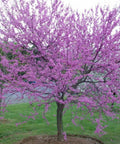 Eastern Redbud Tree Bare Root 6-12 Inches Cercis Canadensis Pink Flowering Shrub