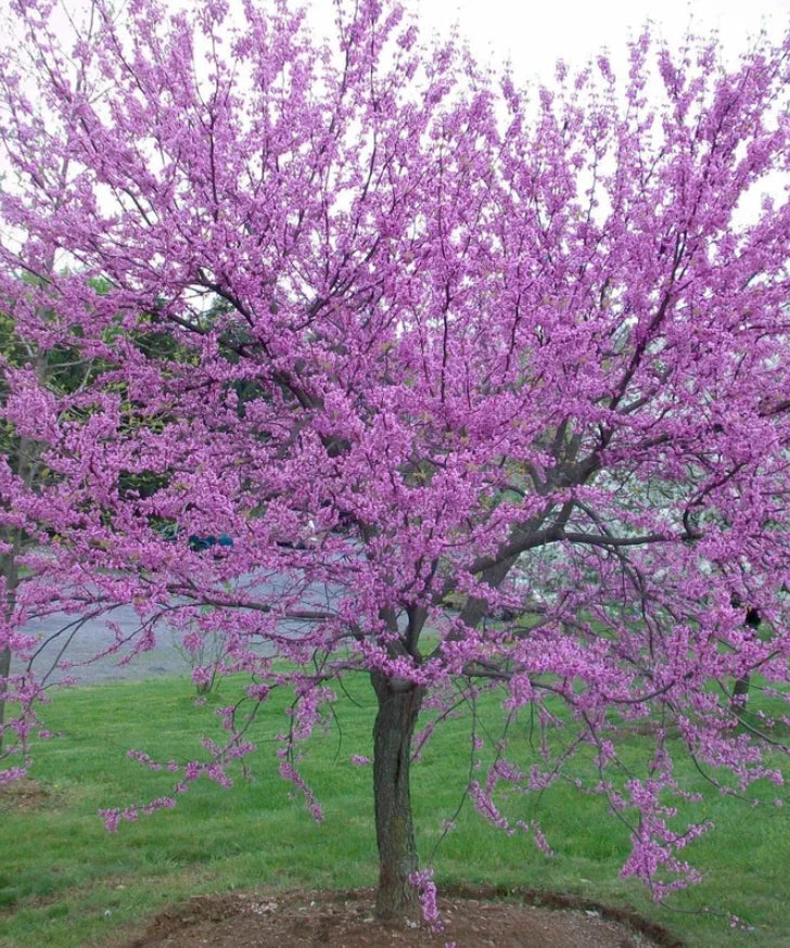 Eastern Redbud Tree Bare Root 6-12 Inches Cercis Canadensis Pink Flowering Shrub