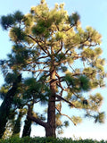 Canary Island Pine Seeds - 40 Count - Pinus Canariensis - Drought-Resistant Conifer for Landscaping