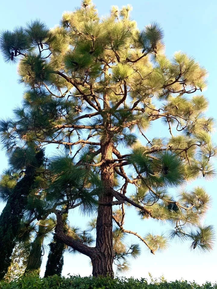 Canary Island Pine Seeds - 40 Count - Pinus Canariensis - Drought-Resistant Conifer for Landscaping