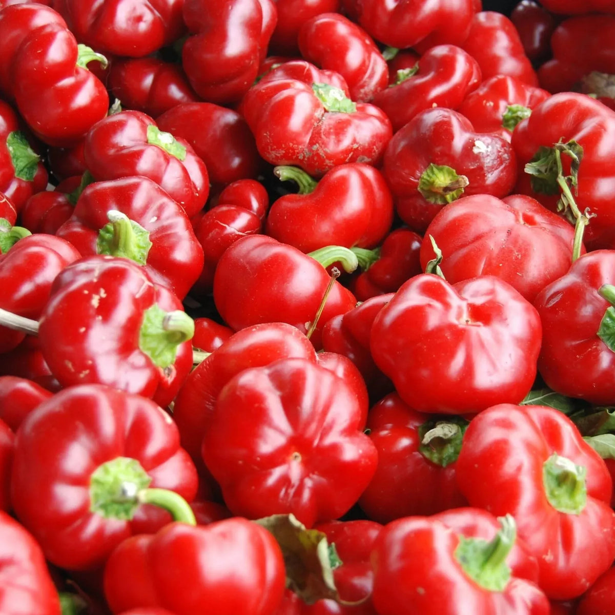 Sweet Pimento L Pepper Seeds – Capsicum annuum – Mild Bell Pepper for Vegetable Garden, 25+ Seeds, Non-GMO, Free Shipping