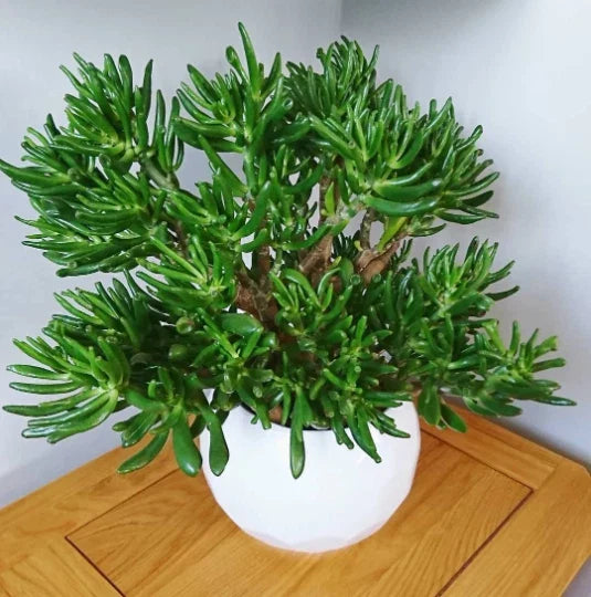 Skinny Fingers Jade Plant Cuttings or Rooted Crassula Ovata with Multiple Branches for Indoor & Outdoor Decor