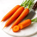 Scarlet Nantes Carrot Seeds - 1000+ Heirloom Non-GMO, 65-Day Sweet Variety for Home Gardening, Daucus carota subsp. sativus