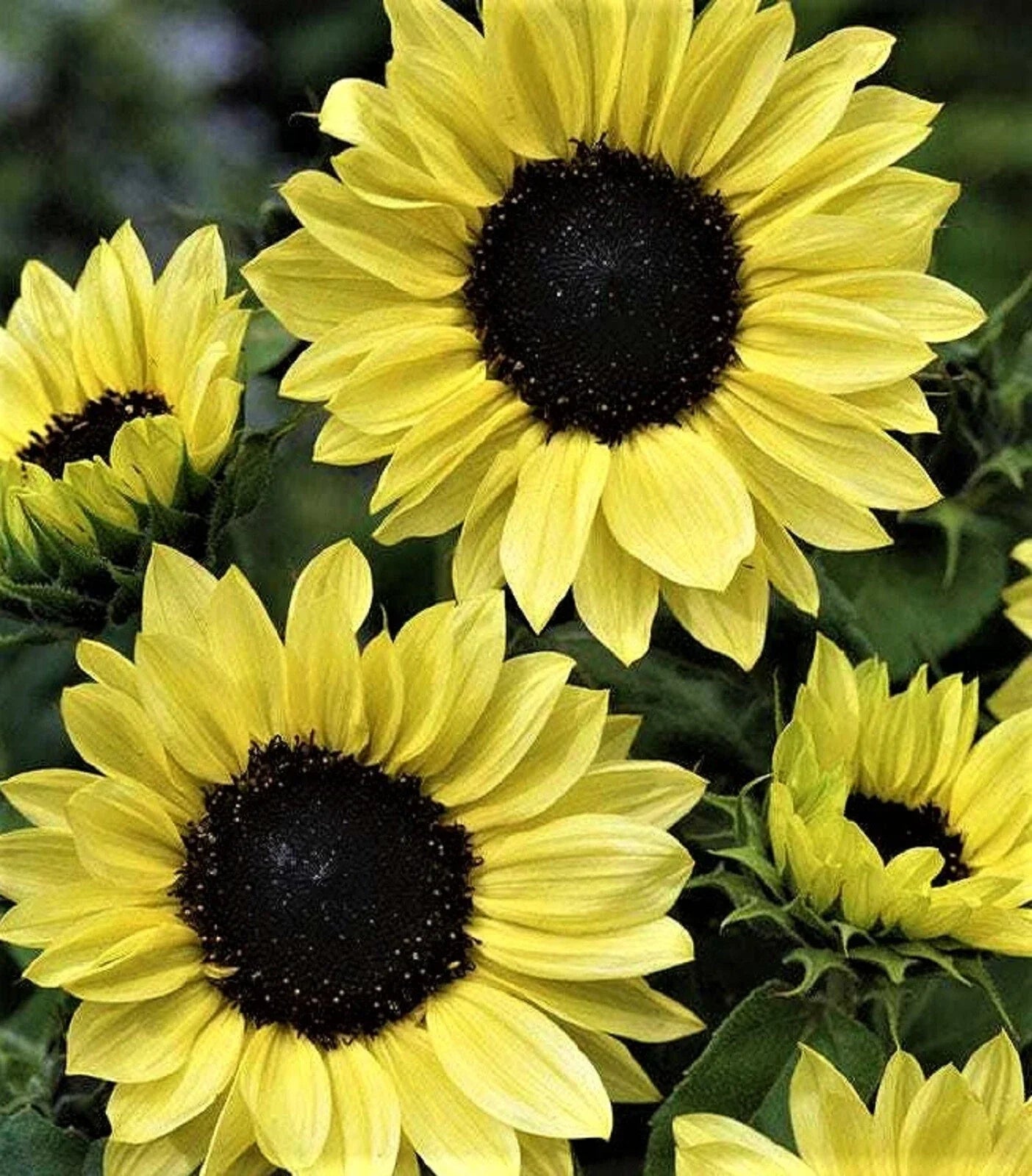 Sunflower Seeds - Moonshine Variety - 50+ Helianthus annuus for Gardens, Cut Flowers, Pollinator Attracting