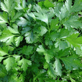 Italian Giant Parsley Seeds - Non-GMO Heirloom Flat-Leaf Herb Seeds Petroselinum crispum Organic