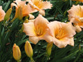 Mini Pearl Daylily Live Rooted Plant - Hemerocallis Melon Pink Blooms, Herbaceous Perennial, Zones 3-9, Bare Root Starter