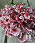 Wiltshire Ripple Sweet Pea Seeds - 50+ Pack, Fragrant Climbing Vine, Lathyrus odoratus, Garden Planting, Easy to Grow, USA Free Shipping