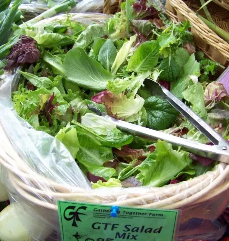 Gourmet Salad Greens Mix Seeds - 3000 Non-GMO Lettuce Variety for Home Gardening - Lactuca sativa