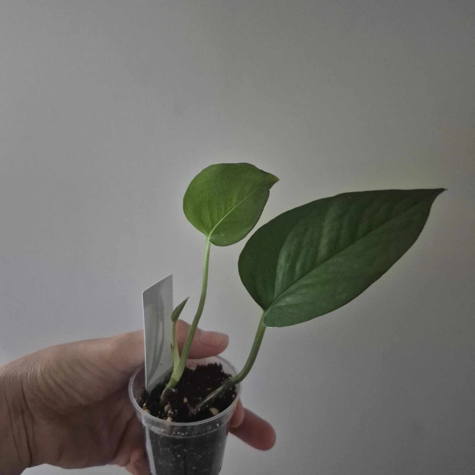 Jade Pothos Starter Plant 2-Inch Pot, Epipremnum aureum, Indoor Houseplant, Easy Care, Green Foliage, Trailing Vine