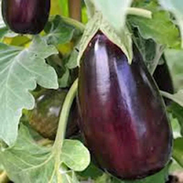 Eggplant Seeds, Black Beauty Heirloom, Non-GMO, Solanum melongena, Vegetable Seeds for Home Garden, 50 Count