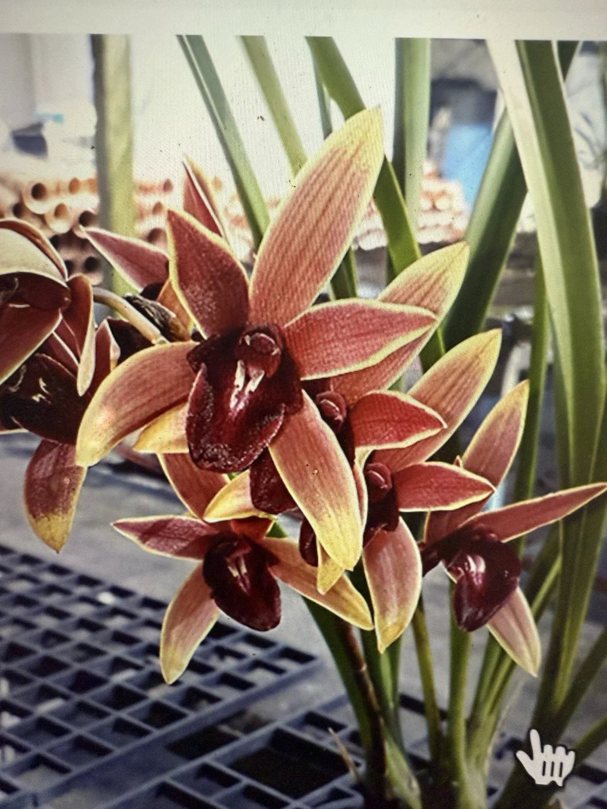 Orchid Plant Bare Root Cymbidium Aussie Dreamtime Blooming Orchid Live Plant, Vibrant Green and Yellow Colors
